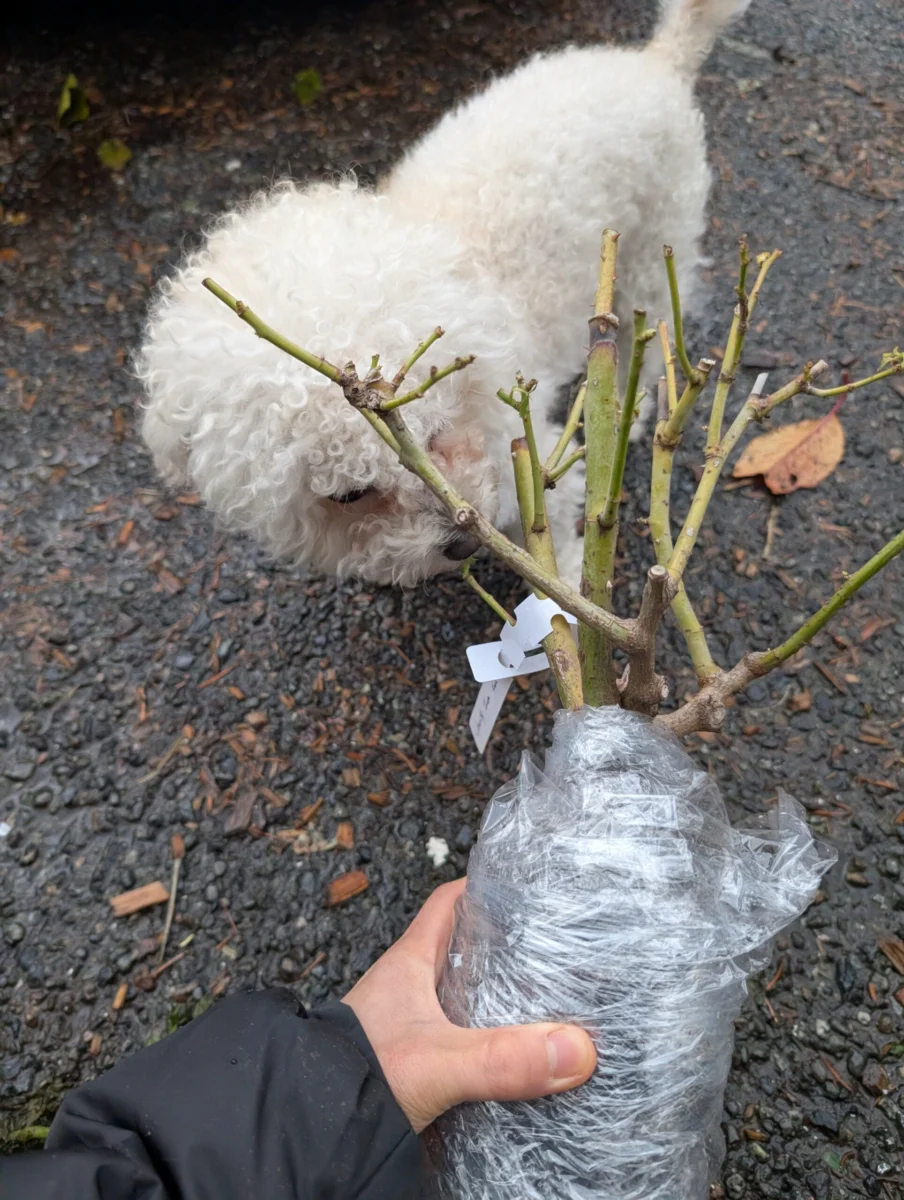 A wrapped bare-root rose held in hand with a white dog resting behind it