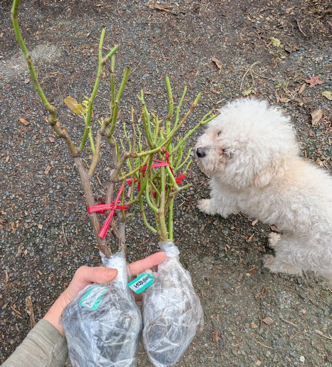 Two wrapped bare-root roses held side by side with a white dog looking on