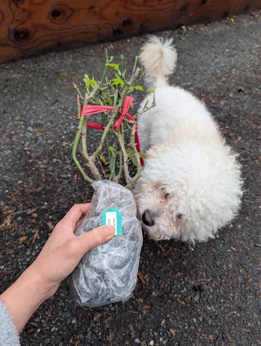 A wrapped bare-root rose with a pink tie, a white dog nosing the canes