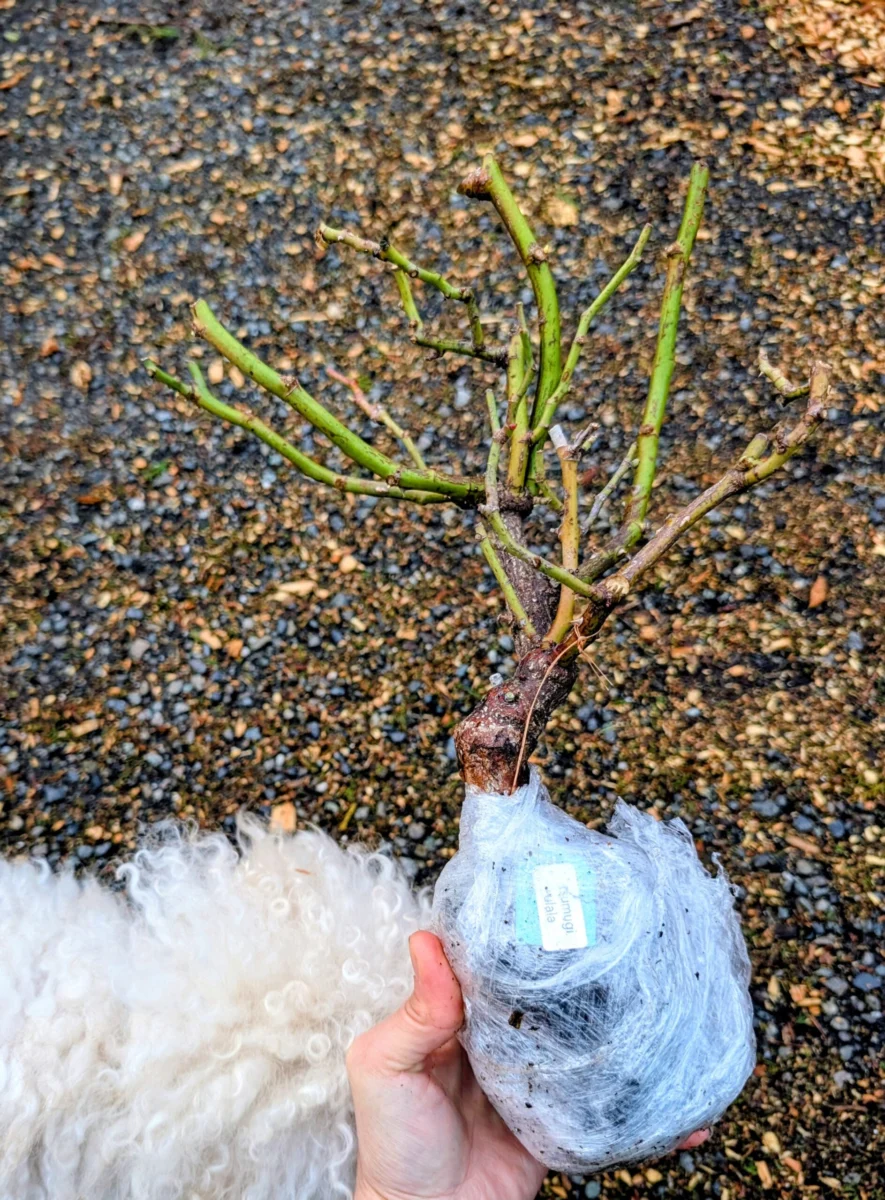 A bare-root rose laid on gravel showing its pruned canes, white dog behind