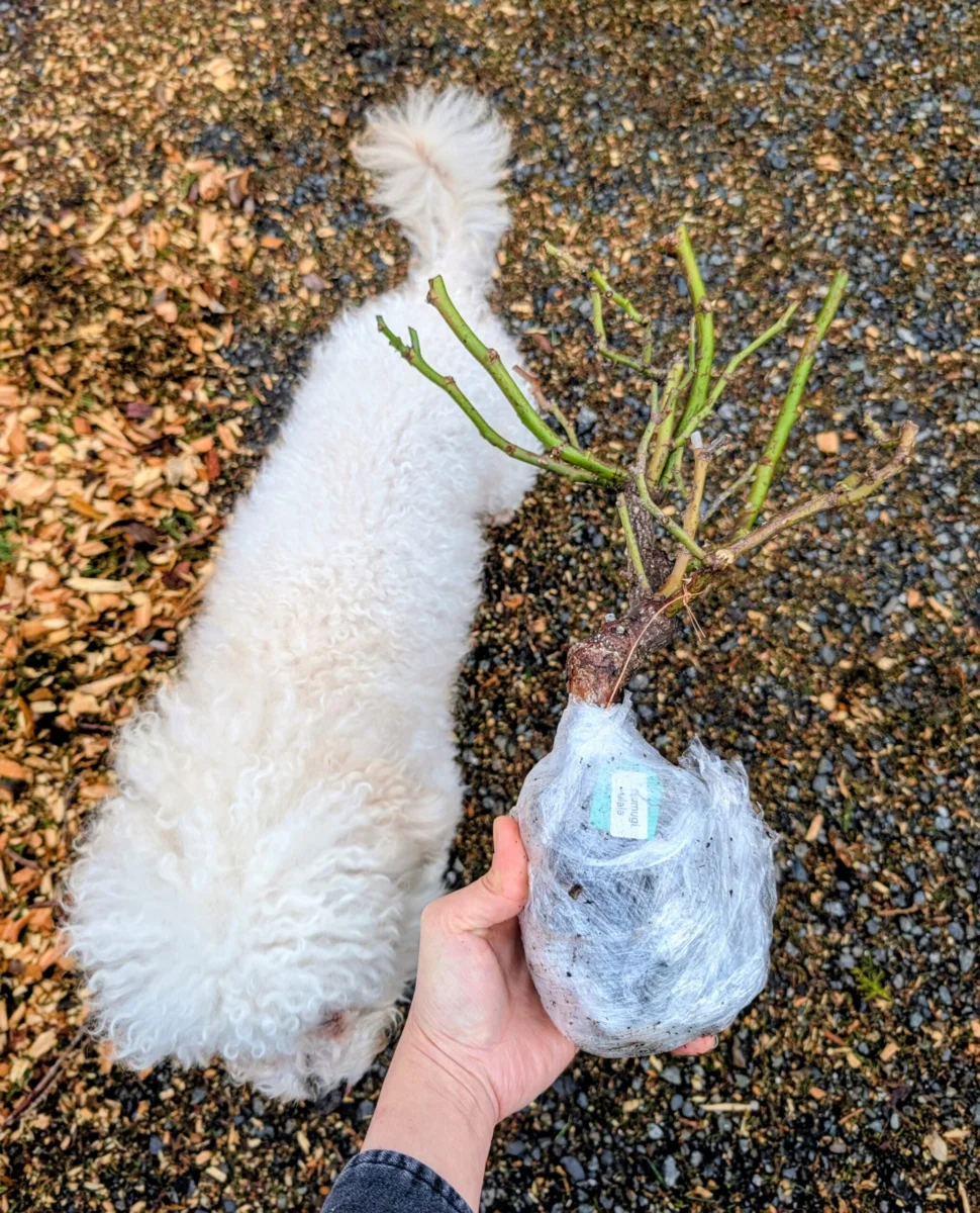 A white dog lying on bark mulch beside a wrapped bare-root rose