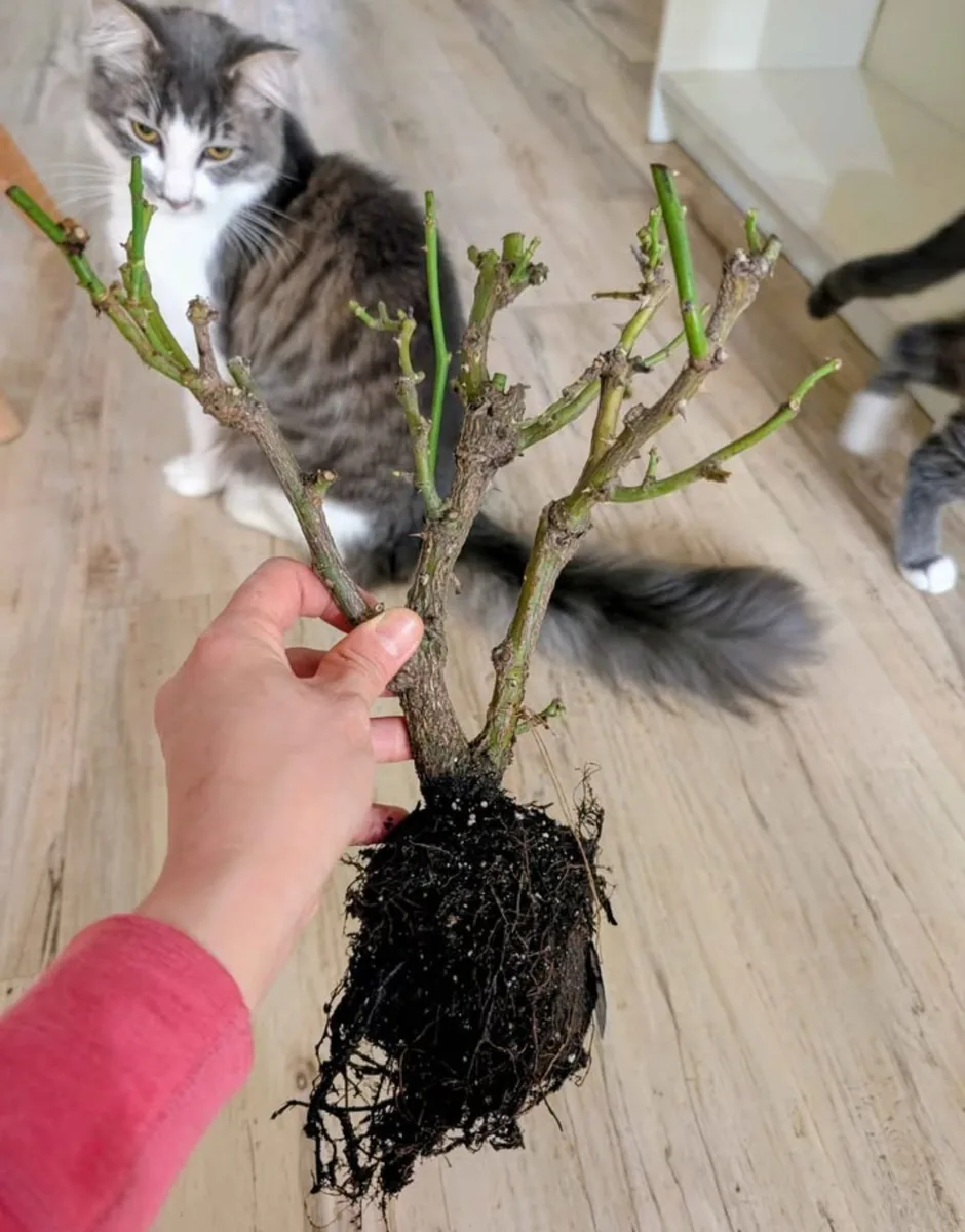 Bare-root rose plant held up showing pruned canes and full root ball, with a grey and white cat watching
