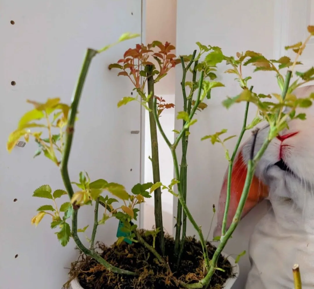 Potted rose plant pushing new red and green growth, with a white rabbit beside it