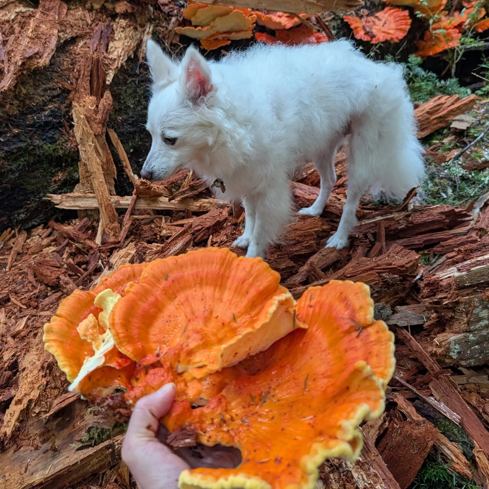Chicken-of-the-woods bracket fungi on a decaying conifer log with Yuki the white dog