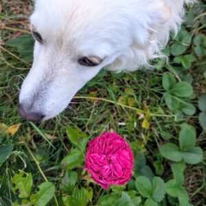 A deep fuchsia rose in the garden with a white dog