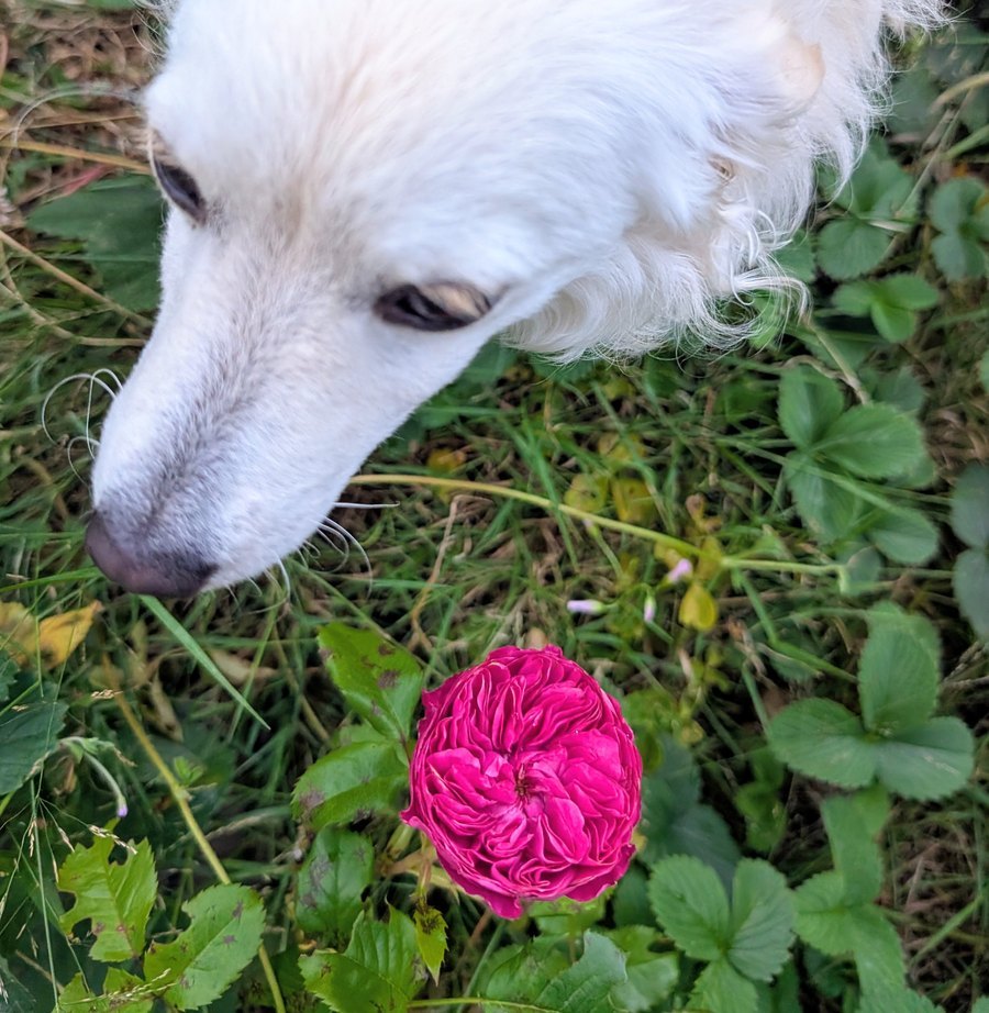 A deep fuchsia rose in the garden with a white dog