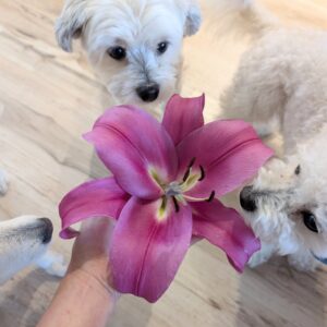 Orienpet Tree Lily (Lilium OT Hybrid)