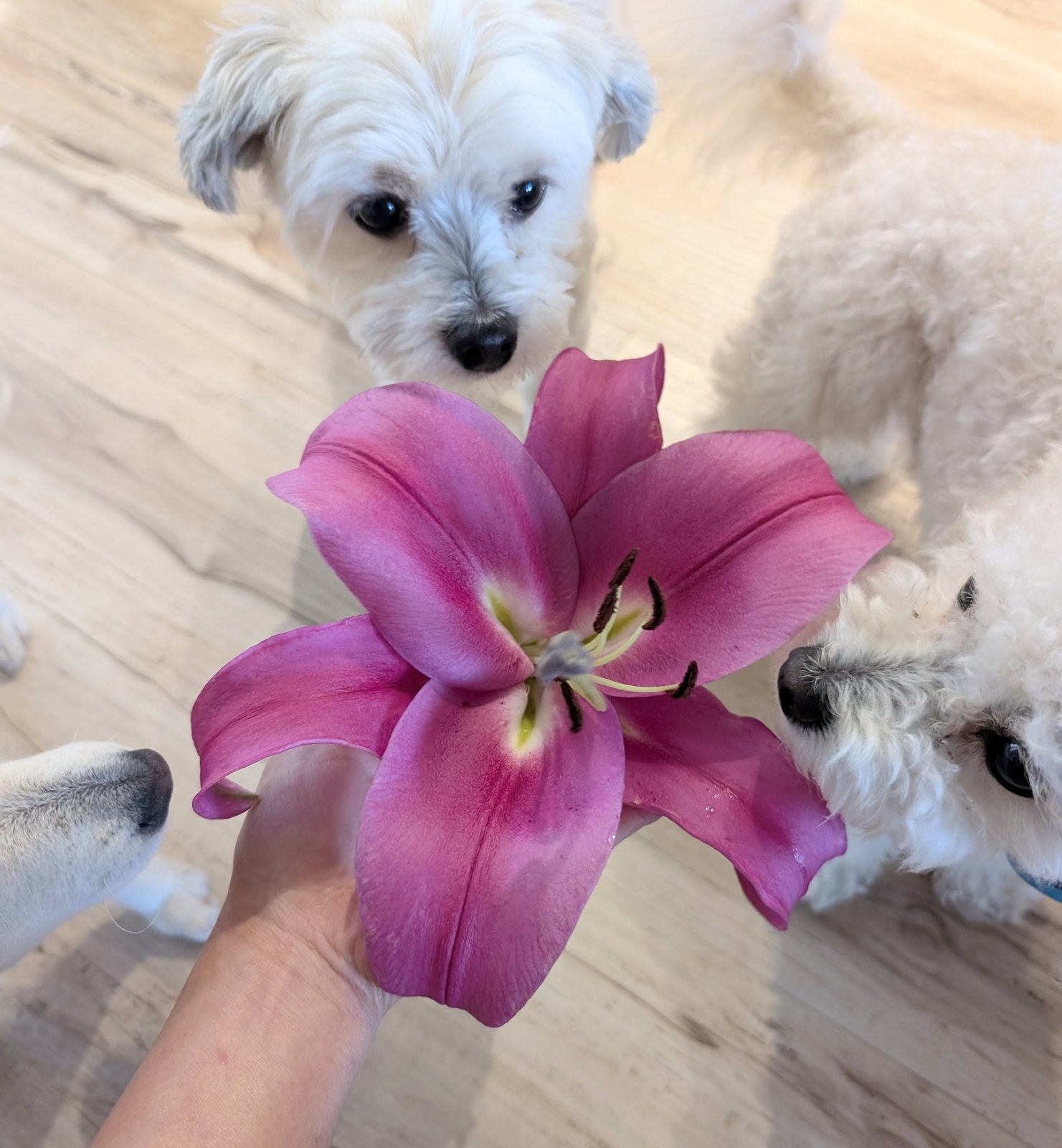 Orienpet Tree Lily (Lilium OT Hybrid)