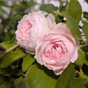 Ear Ang garden rose plant