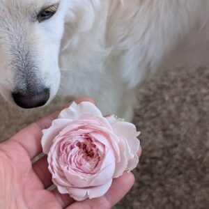 Ear Ang rose with Kaori