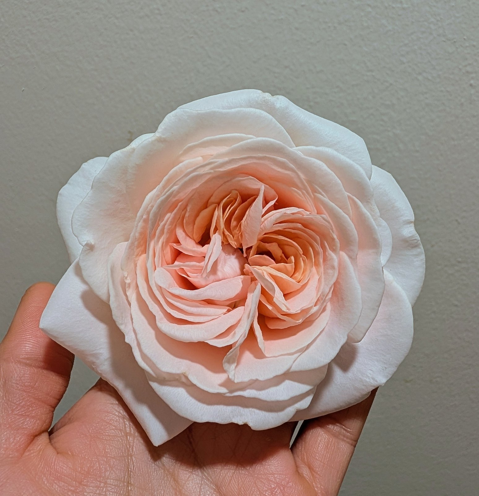 Fra Mei garden rose plant - Image 5
