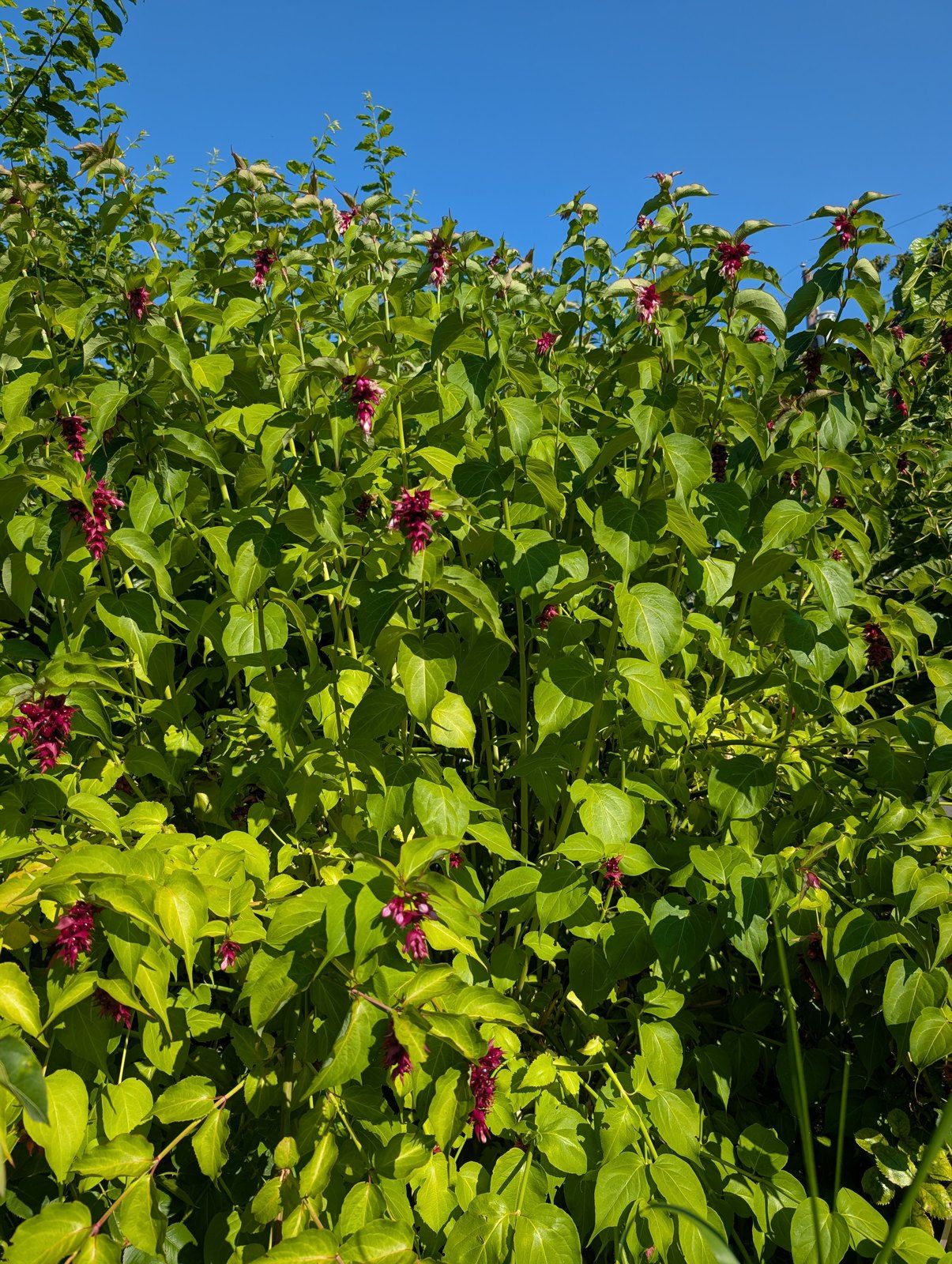 Free Himalayan honeysuckle seeds and cuttings - Image 2