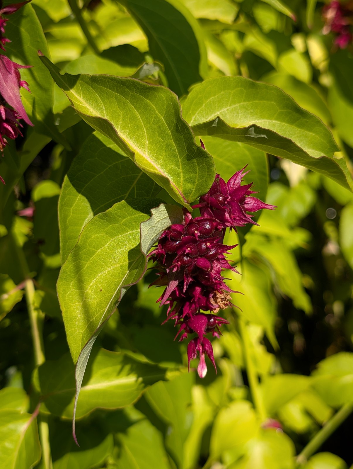 Free Himalayan honeysuckle seeds and cuttings - Image 3