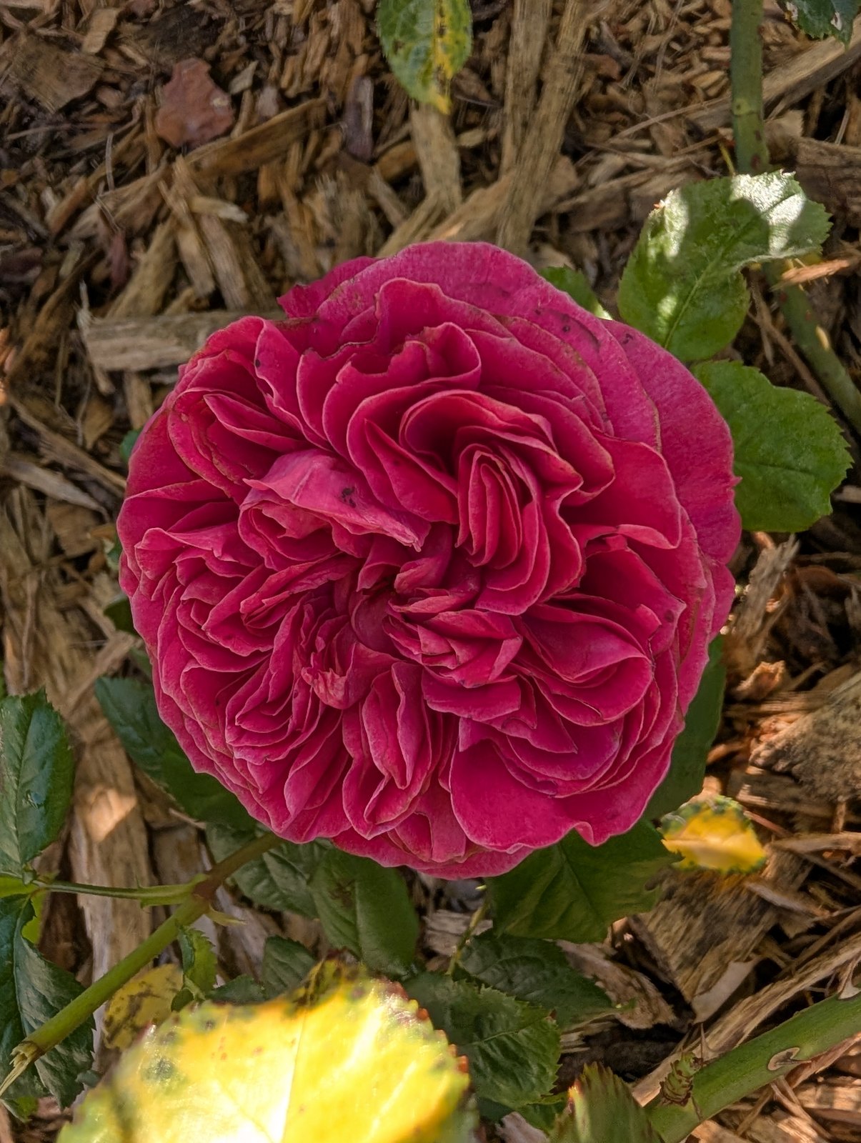 Jus Mor rose plant flower bush shrub - Image 8
