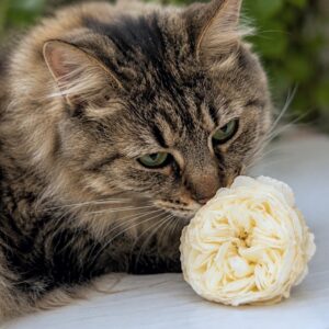 A buttery cream rose with a tabby cat resting behind it