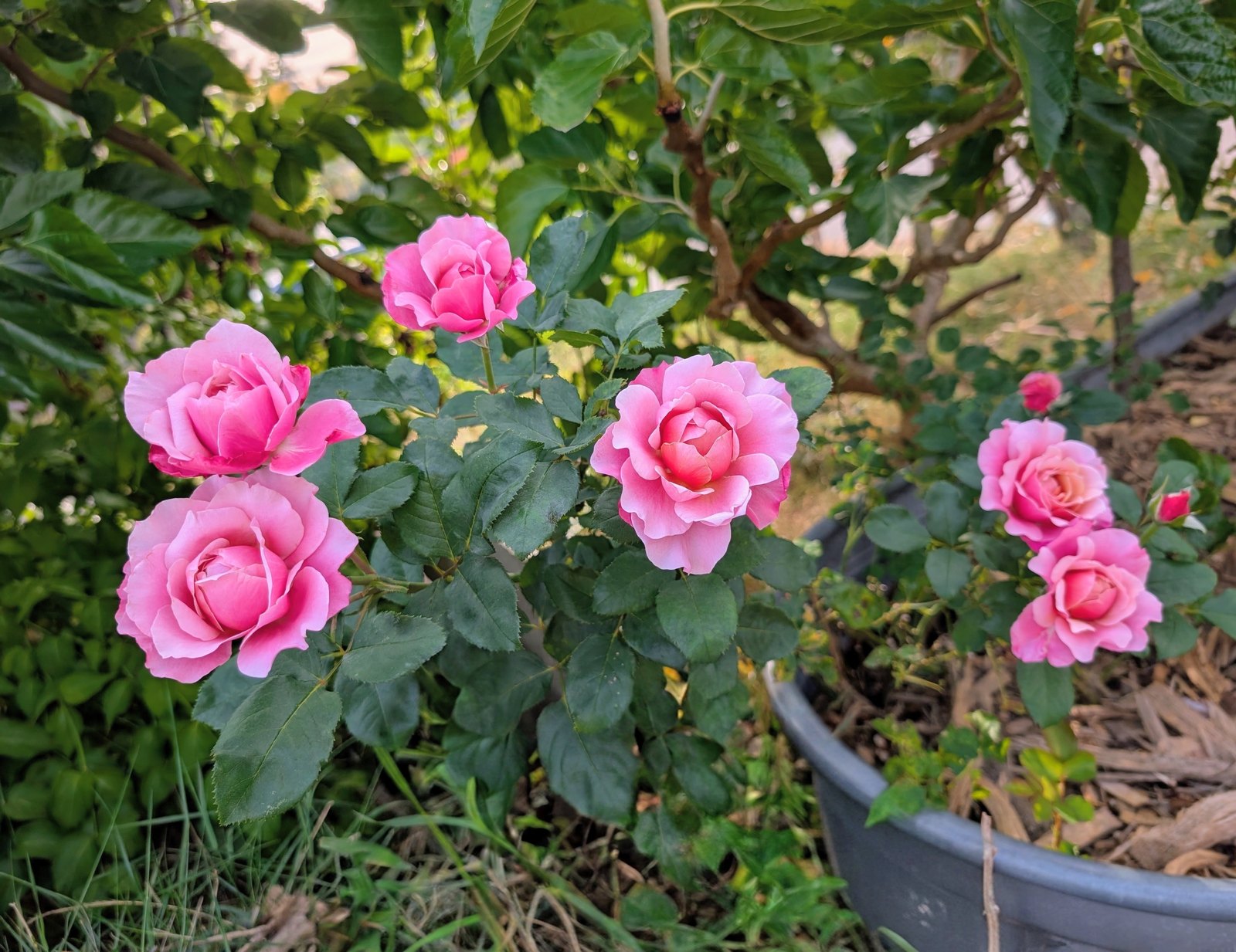 Miyabi Japanese garden rose plant large flower bush deciduous shrub - Image 4