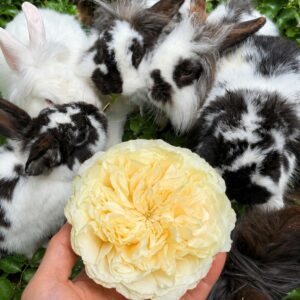A pale cream rose held among black-and-white rescue rabbits