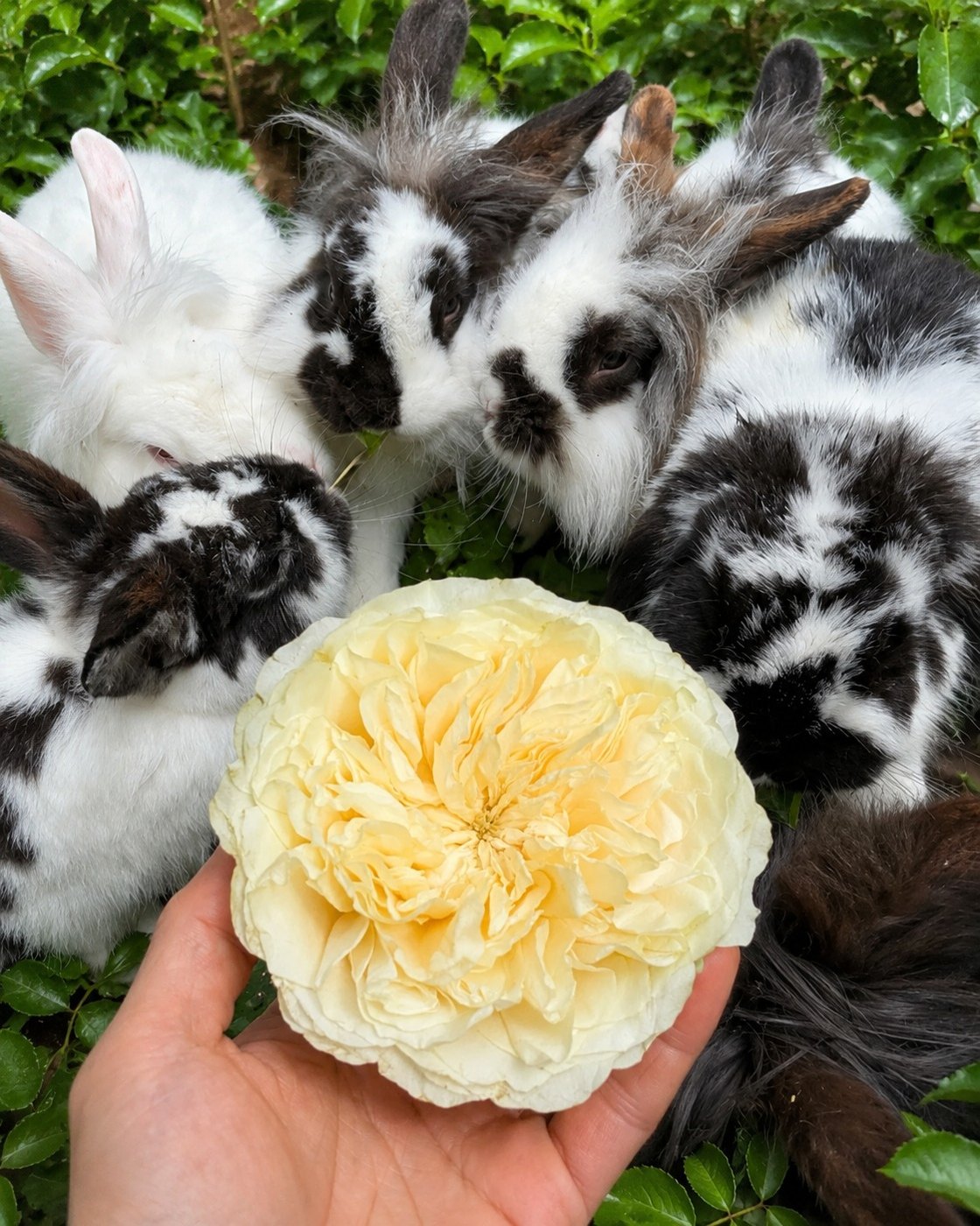 A pale cream rose held among black-and-white rescue rabbits