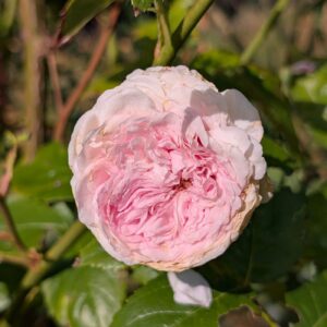 Auslight rose plant