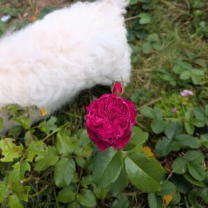 Che Vel garden rose plant flower bush shrub