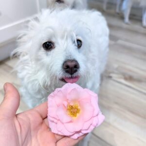Fla thornless rose plant