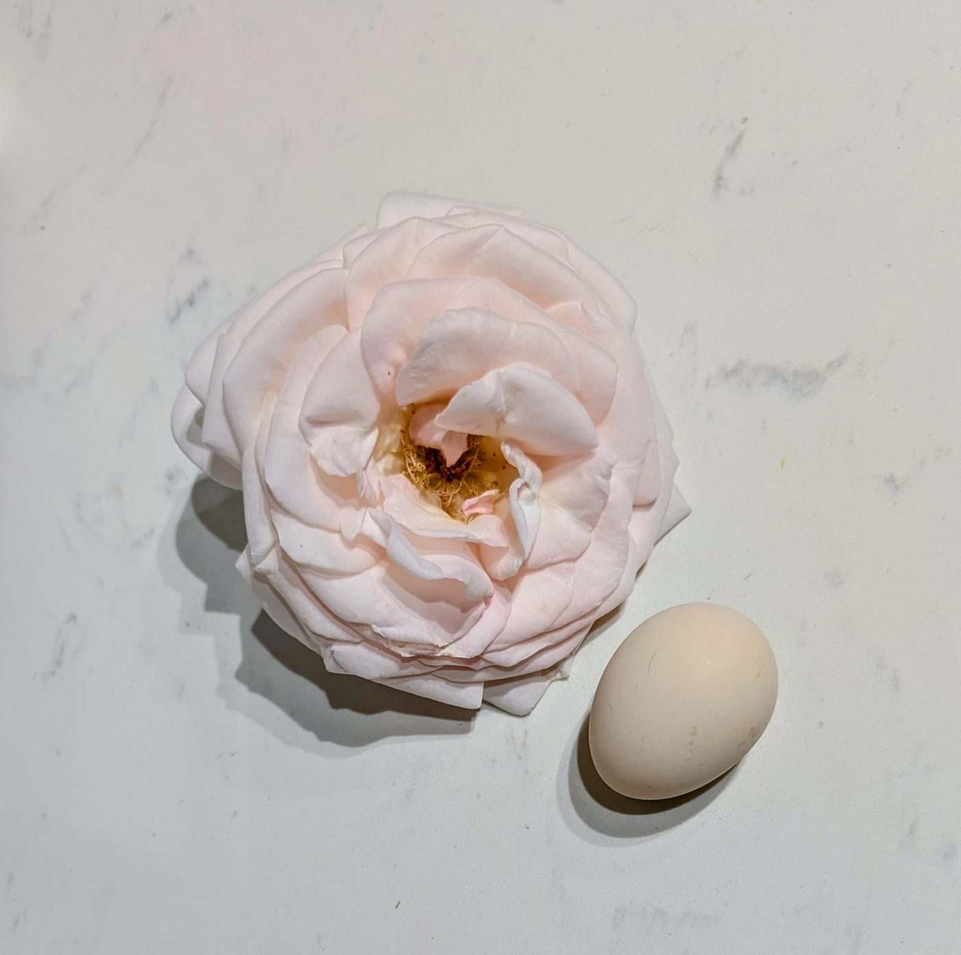 Fra Mei garden rose plant - Image 2