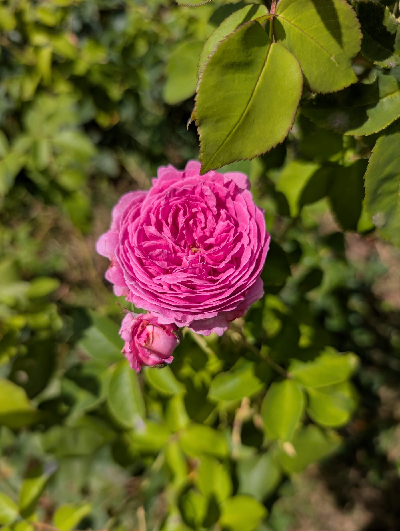 Gab Oak rose plant - Image 2