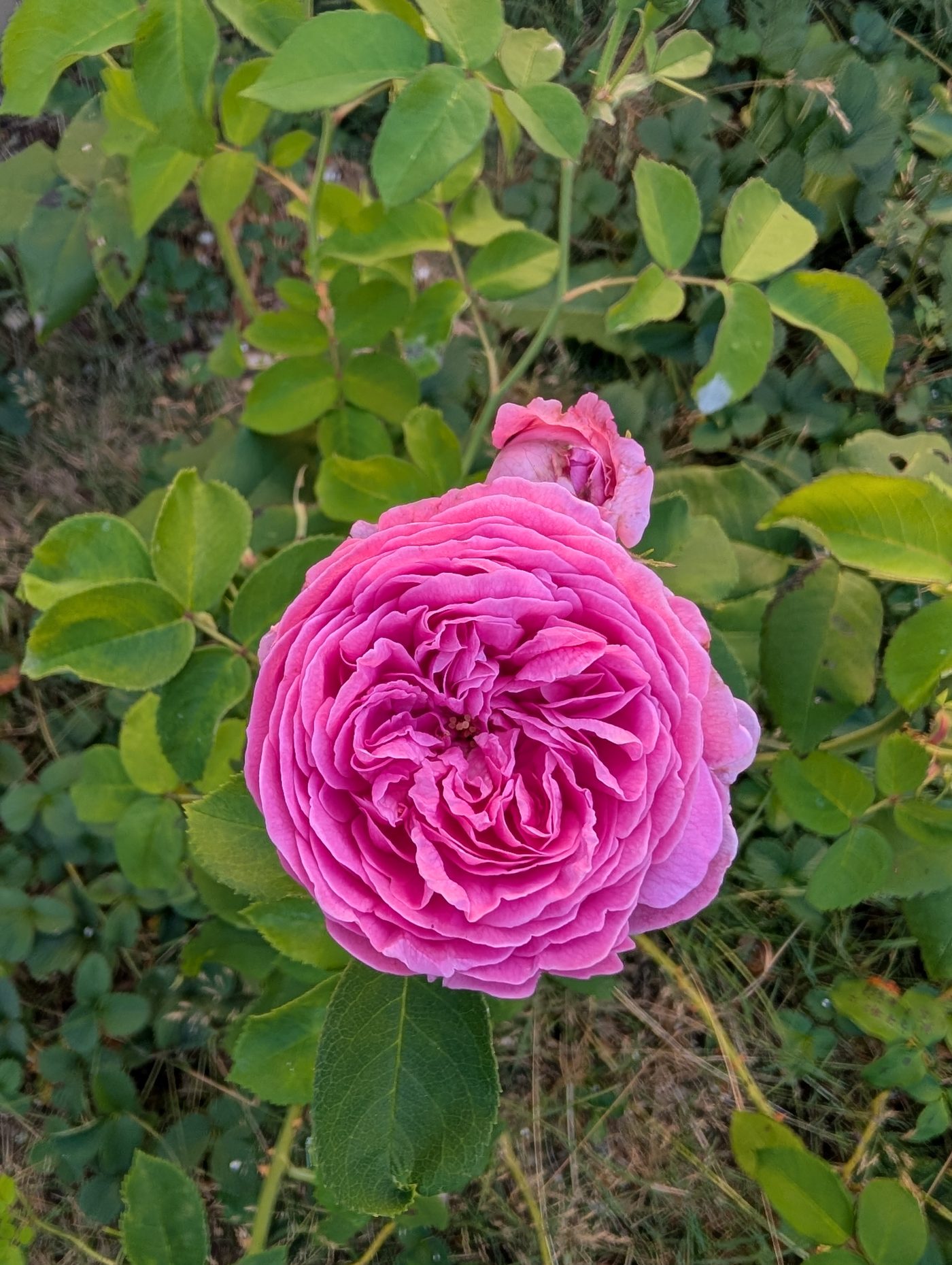 Gab Oak rose plant - Image 3