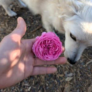 Gab Oak rose plant