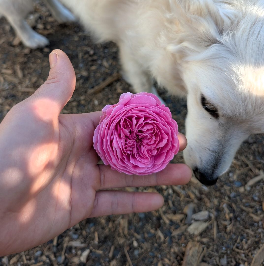 Gab Oak rose plant