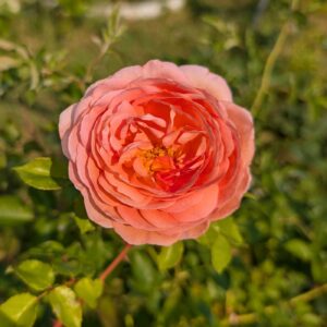 Lost tag coral salmon English rose