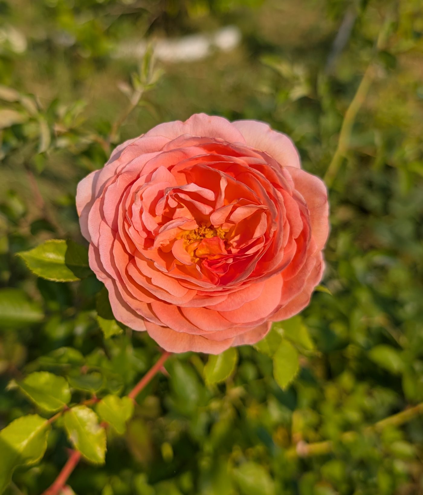 Lost tag coral salmon English rose
