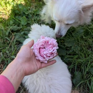 Mem Day rose plant