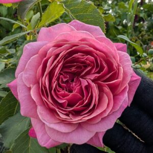 Que of Ele rose plant
