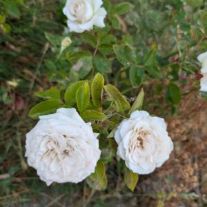 Sil Lin thornless rose plant