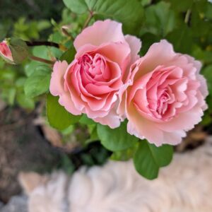 Swe Mad rose plant