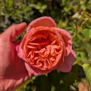 Sum Son garden rose plant