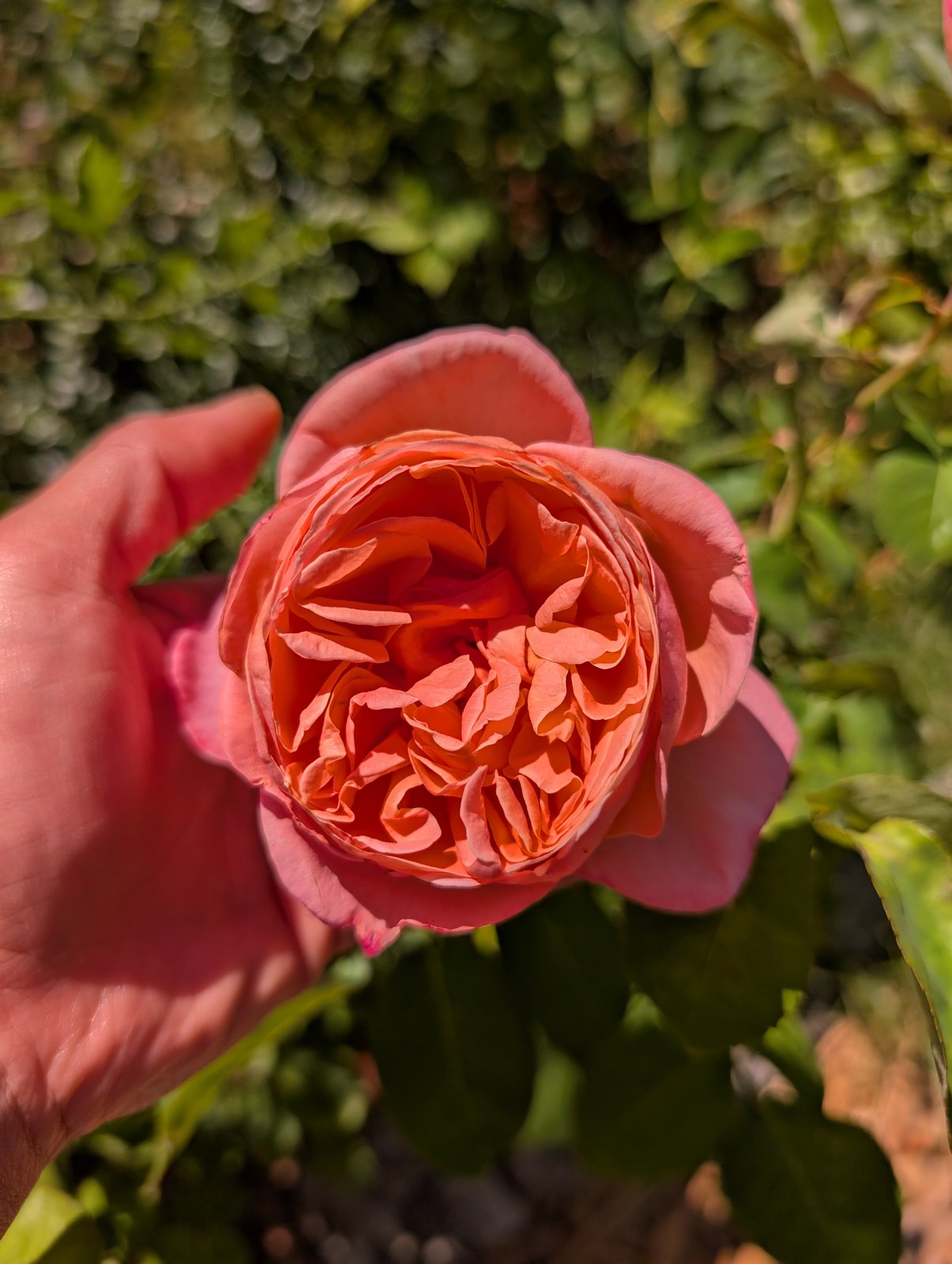 Sum Son garden rose plant