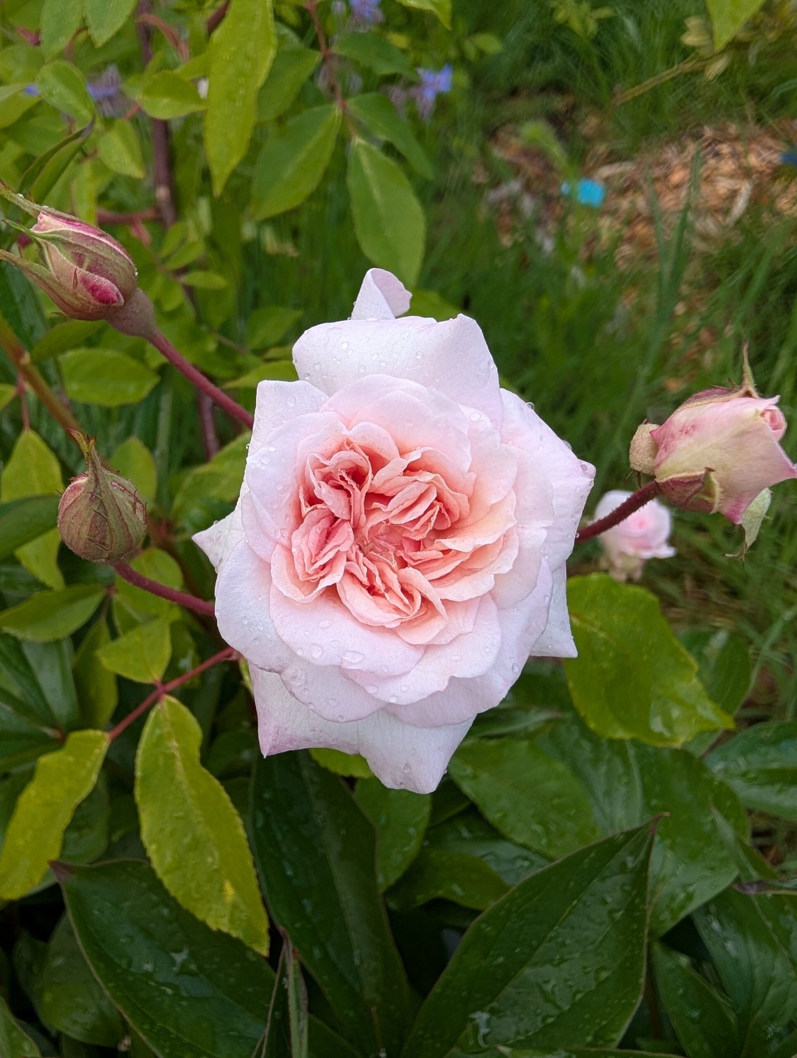 Free few thorn Cecile Brunner climbing rose plant cuttings