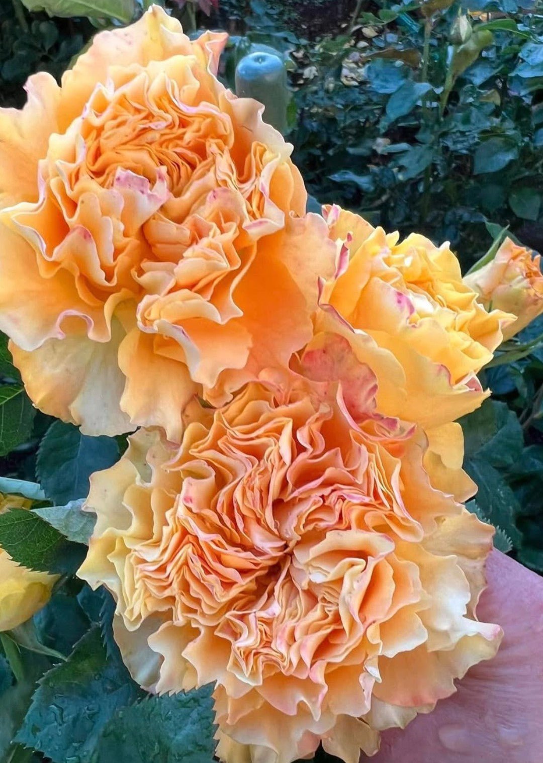 Reeva garden rose
