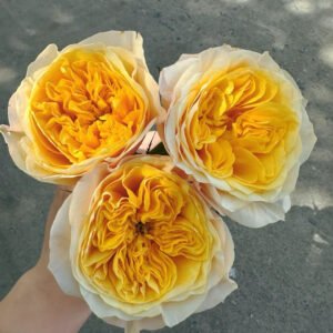King’s Cross garden rose plant flower bush shrub