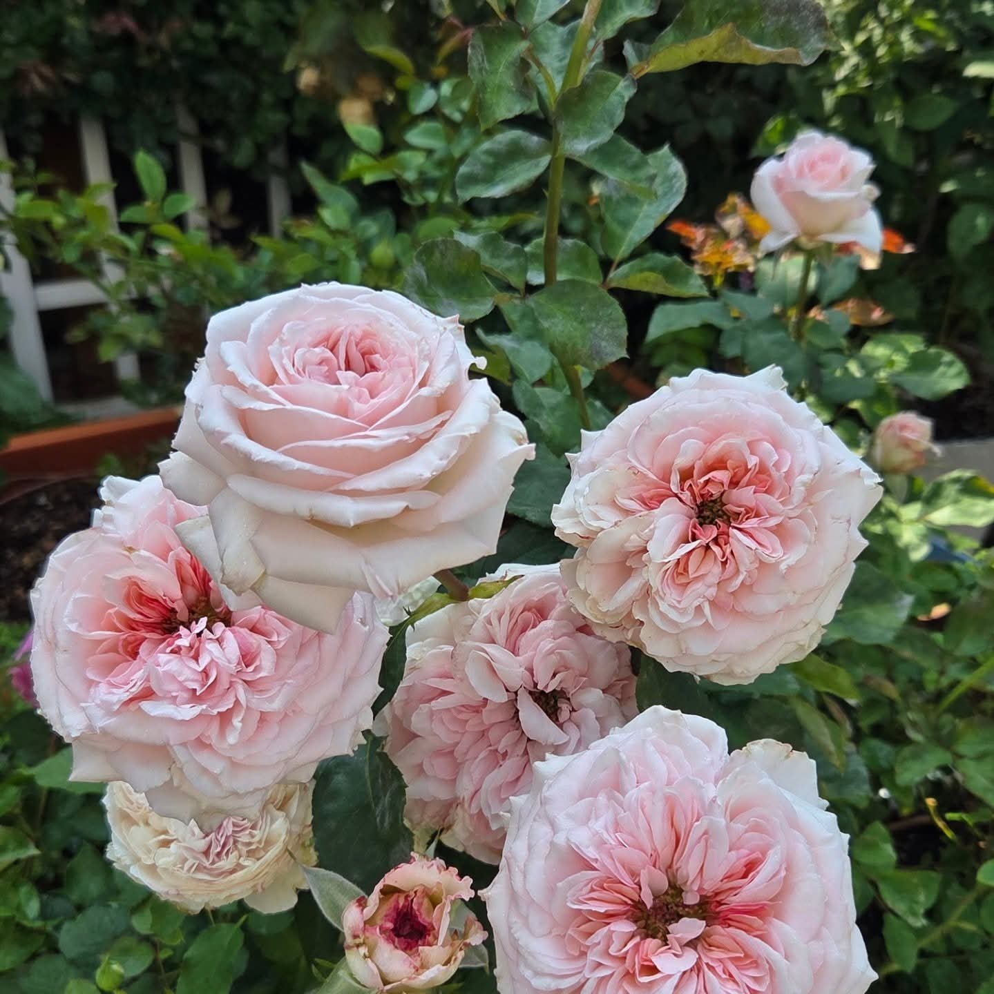 Strongly fragrant P. O’hara garden rose plant flower bush shrub