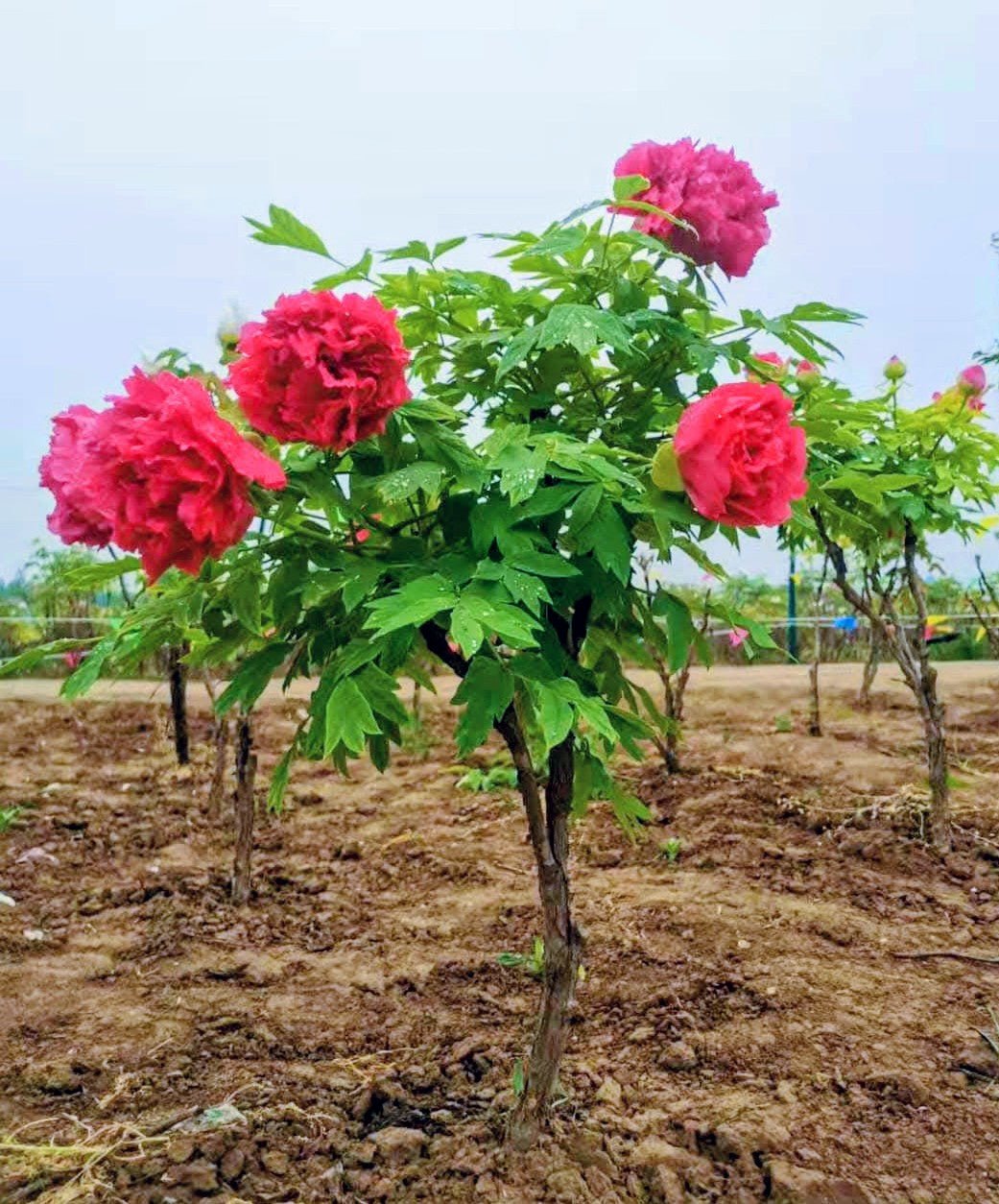 “Alchemist’s Fire” large flower tree peony