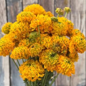 Cloni Pon Pon Merlino yellow ranunculus