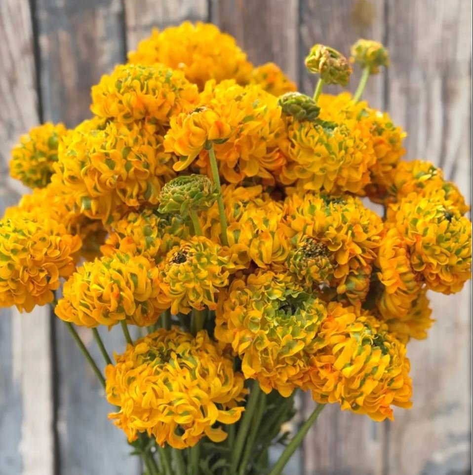Cloni Pon Pon Merlino yellow ranunculus