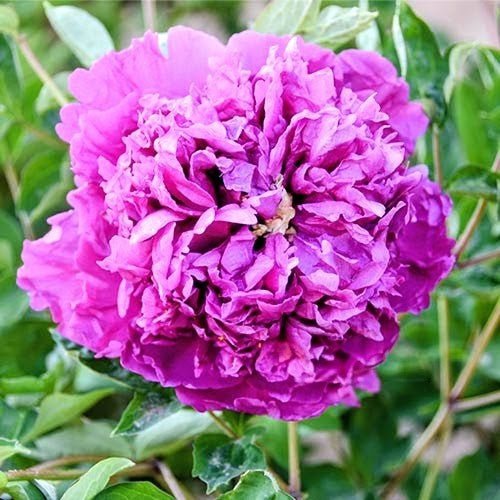 “Lavender Silk” large flower tree peony