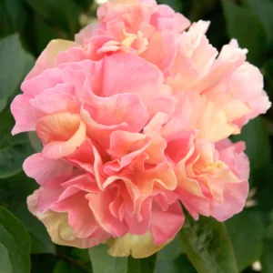 Lois Choice hybrid peony