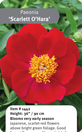 Peony Scarlett O’Hara