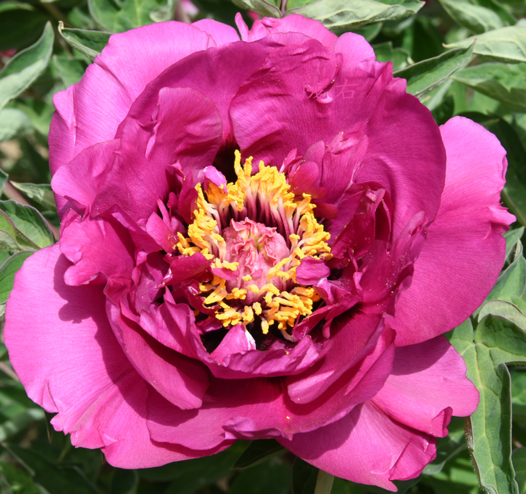Gansu Joy (Long Yuan Hong) Rockii Tree Peony