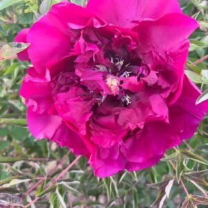 Hei Mei Gui tree peony